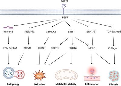 Mechanism of fibroblast growth factor 21 in cardiac remodeling